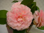 vignette Camellia 'Ave Maria', japonica