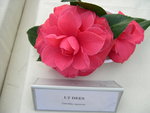 vignette Camellia 'L. T. Dees', japonica