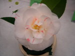 vignette Camellia 'Lady Mac Culloch', japonica