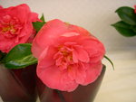 vignette Camellia 'Lady Macon', japonica