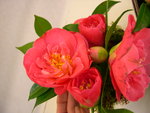 vignette Camellia 'Lady Macon', japonica