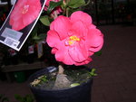 vignette Camellia 'Lady Vansittart Pink', japonica