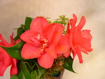 vignette Camellia 'Lady Vansittart Pink', japonica
