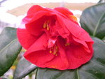 vignette Camellia 'Latifolia', japonica