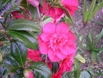 vignette Camellia 'Laura Walker', japonica