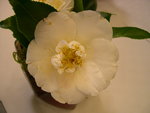 vignette Camellia 'Le Lys', japonica