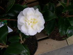 vignette Camellia 'Lemon Drop', japonica