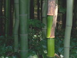 vignette Bambou