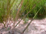 vignette otatea (bambou du mexique) vue n 1