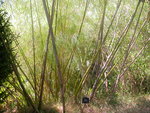 vignette otatea (bambou du mexique) vue n 2