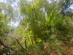 vignette otatea (bambou du mexique) vue n 3