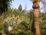 vignette collection de palmiers