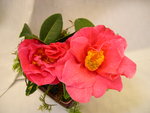 vignette Camellia 'Leonard Messel', reticulata