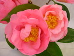vignette Camellia 'Lila Naff'', reticulata