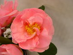 vignette Camellia 'Lila Naff'', reticulata
