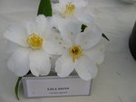 vignette Camellia 'Lily Pons', japonica