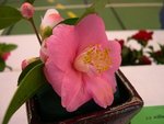 vignette Camellia 'Little Lavender', hybride