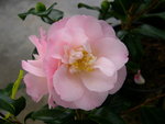 vignette Camellia 'Little Michael', japonica