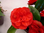vignette Camellia 'Little Red Riding Hood', japonica