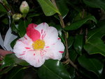 vignette Camellia 'Dainty' (Californica), japonica
