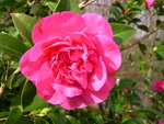 vignette Camellia 'Debbie', x williamsii
