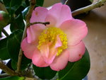 vignette Camellia 'Demi -Tasse', japonica