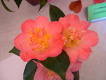 vignette Camellia 'Demi -Tasse', japonica