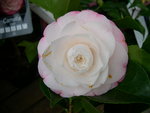 vignette Camellia 'Desire', japonica