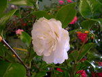 vignette Camellia 'Dorothy Calver', japonica