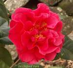 vignette Camellia 'Dr Clifford Park', reticulata