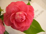 vignette Camellia 'Duc de Bretagne', japonica