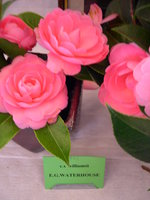 vignette Camellia 'E. G. Waterhouse', hybride