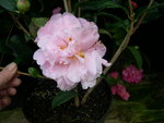 vignette Camellia 'El Dorado', hybride