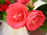 vignette Camellia 'Elegans', japonica
