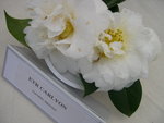 vignette Camellia 'E. T. R. Carlyon', japonica