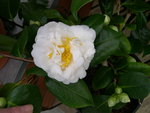 vignette Camellia 'E. T. R. Carlyon', japonica