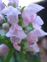 vignette Lamium maculatum 'Pink Pewter' - Lamier rose