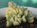 vignette Echeveria runyoni 'Topsy Turvy'