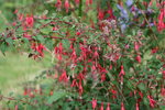 vignette Aculops fuchsiae sur F. magellanica- vue d'ensemble