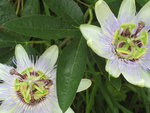 vignette Passiflora coerulea