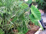 vignette colocasia