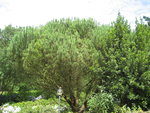 vignette Pinus pinea