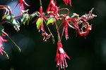 vignette Aculops fuchsiae sur F. magellanica