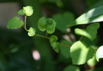 vignette Aculops fuchsiae sur Fuchsia procumbens - suspicion d'attaque (non confirme)