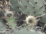 vignette cactus 1 (  identifier)