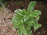 vignette Brassica oleracea - Chou d'Aubenton 'Variegata' / Brassicaceae - Brassicace
