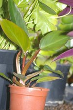 vignette Philodendron 'Imperial Red'