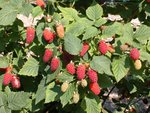 vignette Rubus tayberry