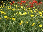 vignette Chrysanthemum segetum