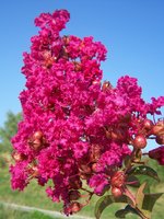 vignette fleur Lagerstroemia indica ou lilas des indes